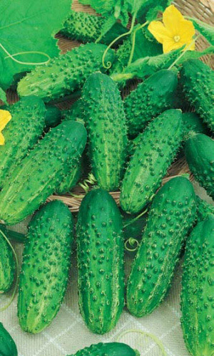 Огурец Соленые Уши - корнишон F1 (УД) 10 шт цв.п